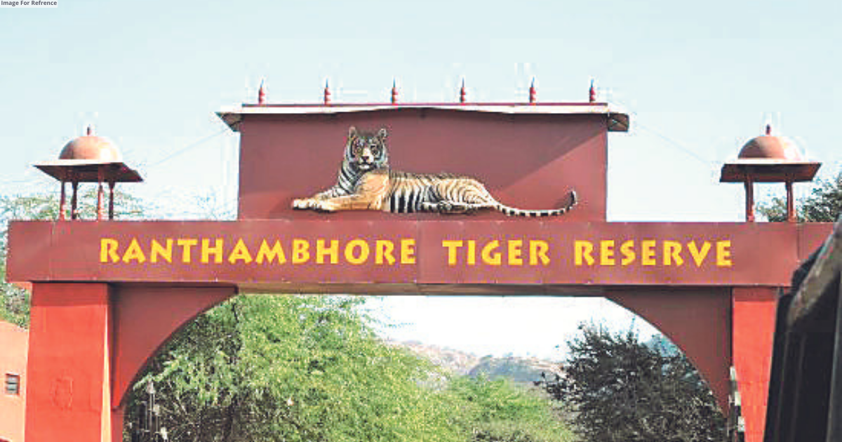 Tigress T-79 cub goes missing in Ranthambore